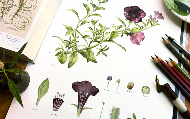 植物繪圖師經典套課-永久學習版本